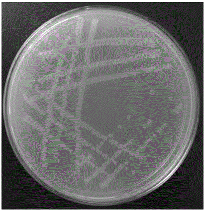 A Strain of Geobacillus stearothermophilus Producing Cyclodextrin Glucosyltransferase