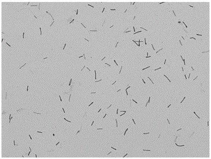 A Strain of Geobacillus stearothermophilus Producing Cyclodextrin Glucosyltransferase