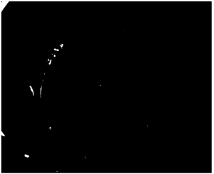 Herba lysimachiae solid tea beverage and preparation method thereof