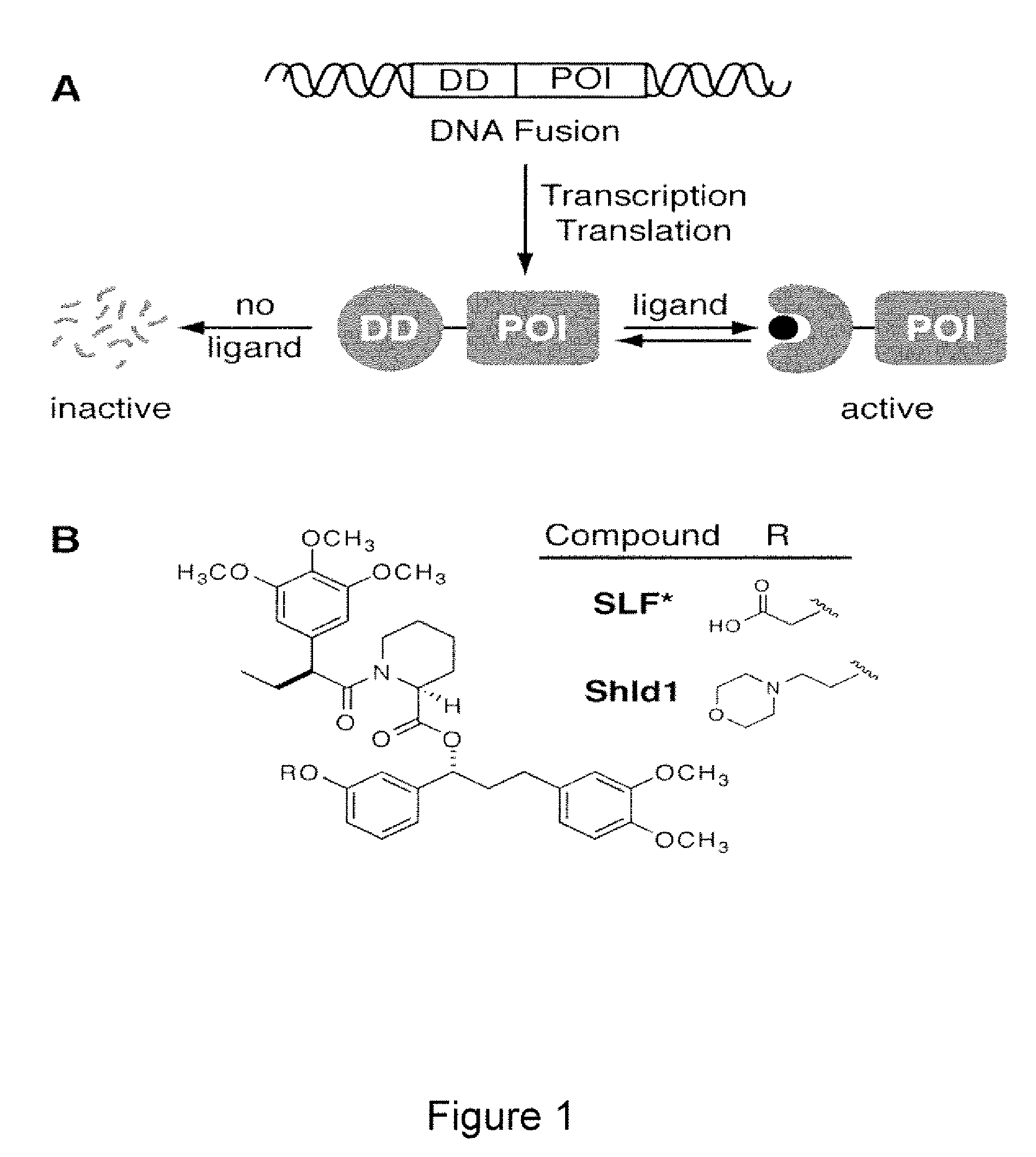 Method for regulating protein function in cells using synthetic small molecules