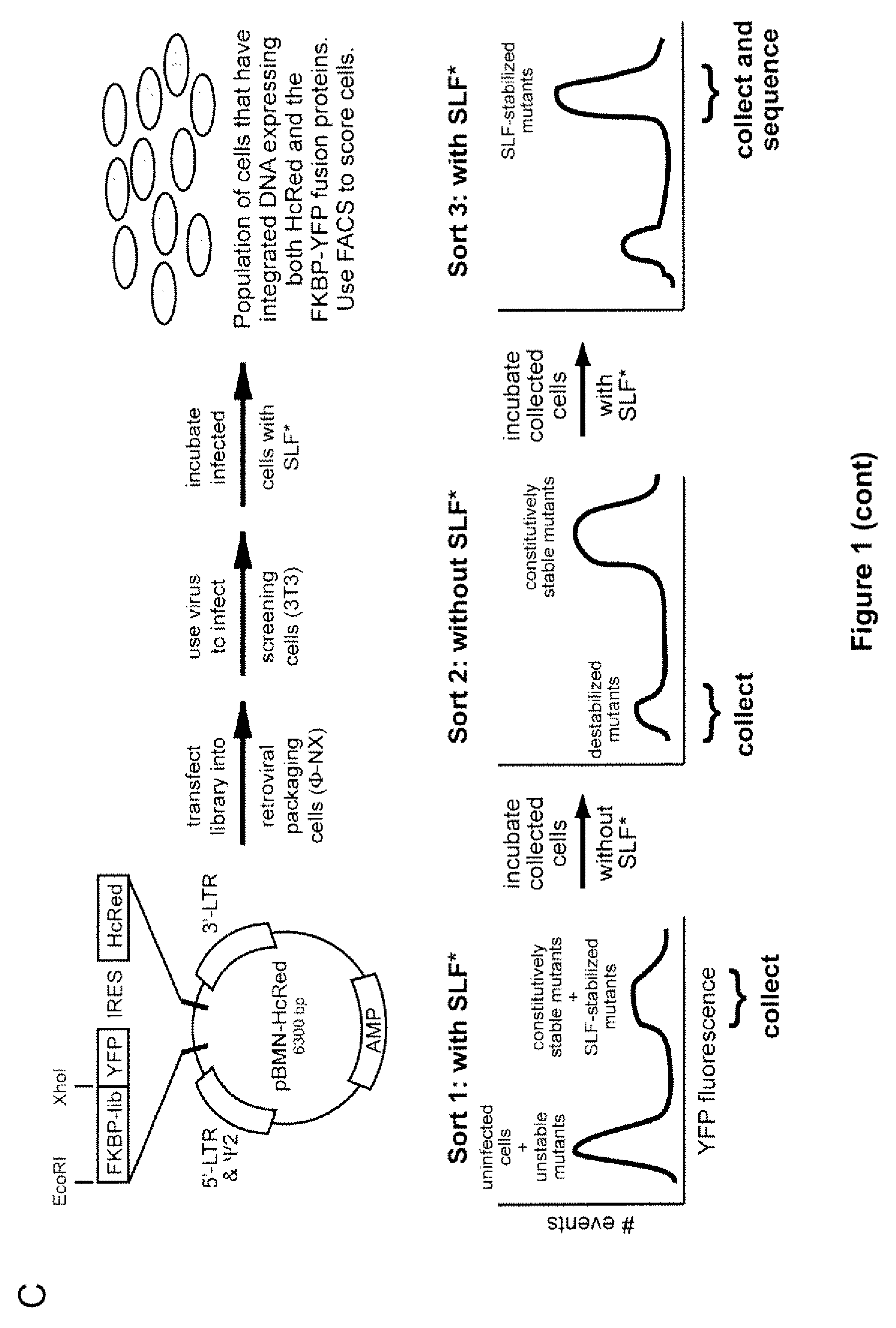 Method for regulating protein function in cells using synthetic small molecules