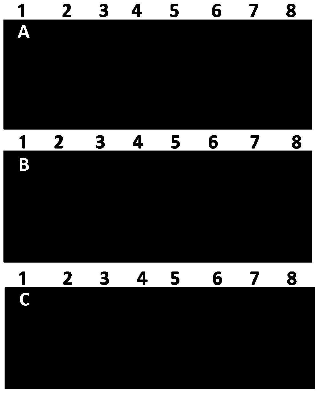 Primer composition, kit and method for detecting vesicular stomatitis Indiana viruses and vesicular stomatitis New Jersey viruses