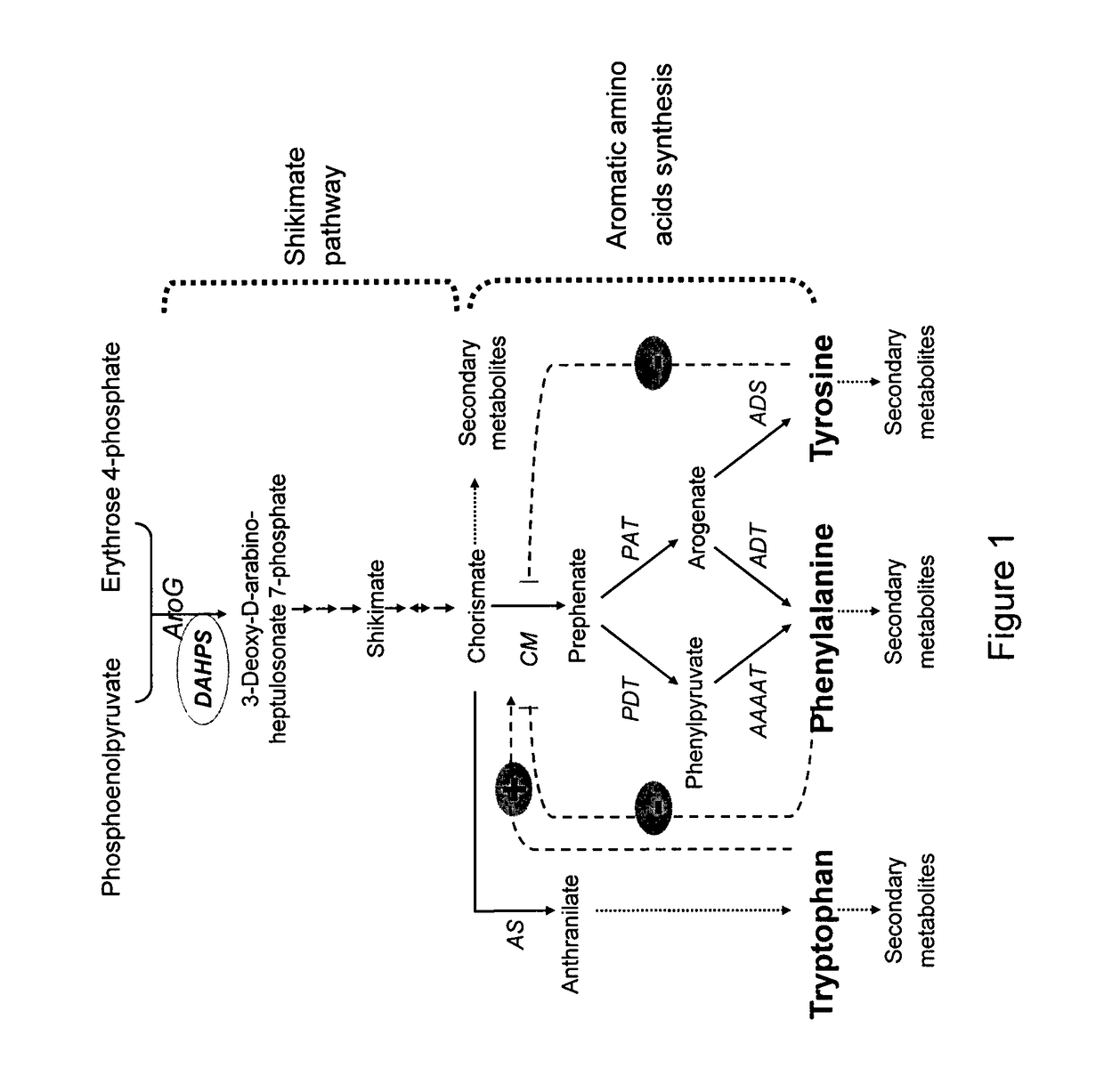 Transgenic plants having altered DAHP synthase activity