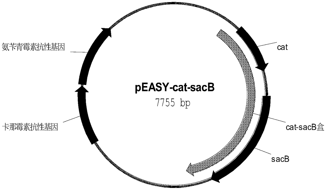 Quinic acid production related recombinant strain of colibacillus, construction method and application thereof