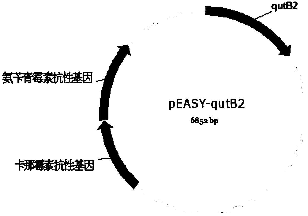 Quinic acid production related recombinant strain of colibacillus, construction method and application thereof