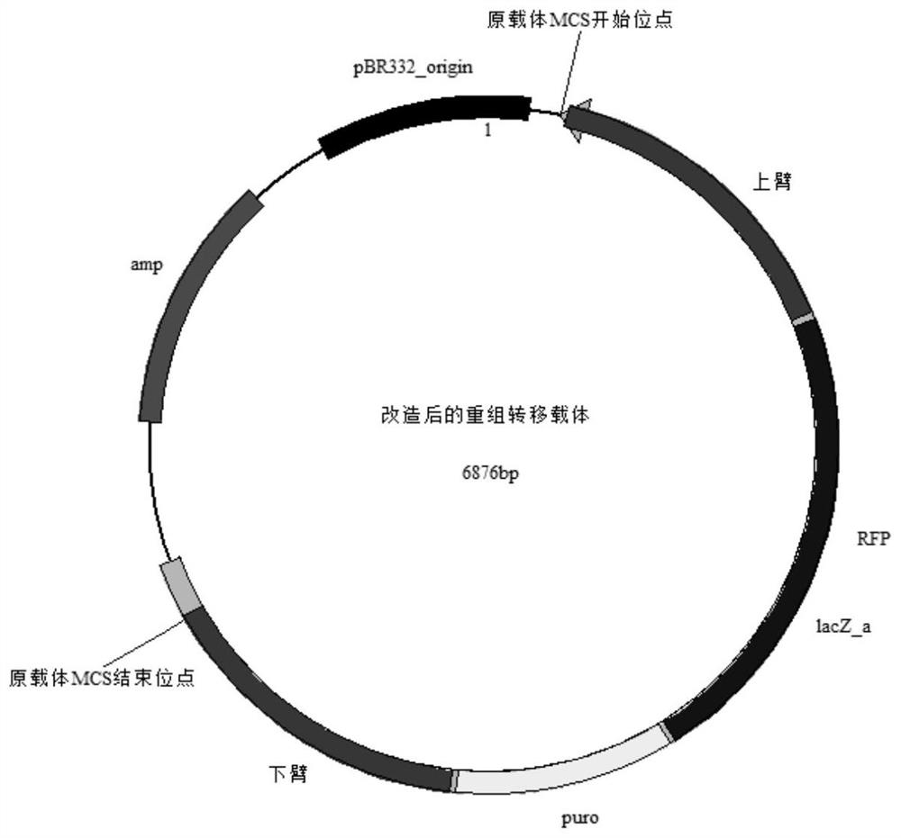 A kind of infectious spleen and kidney necrosis virus orf074 gene deletion strain and its preparation method and application