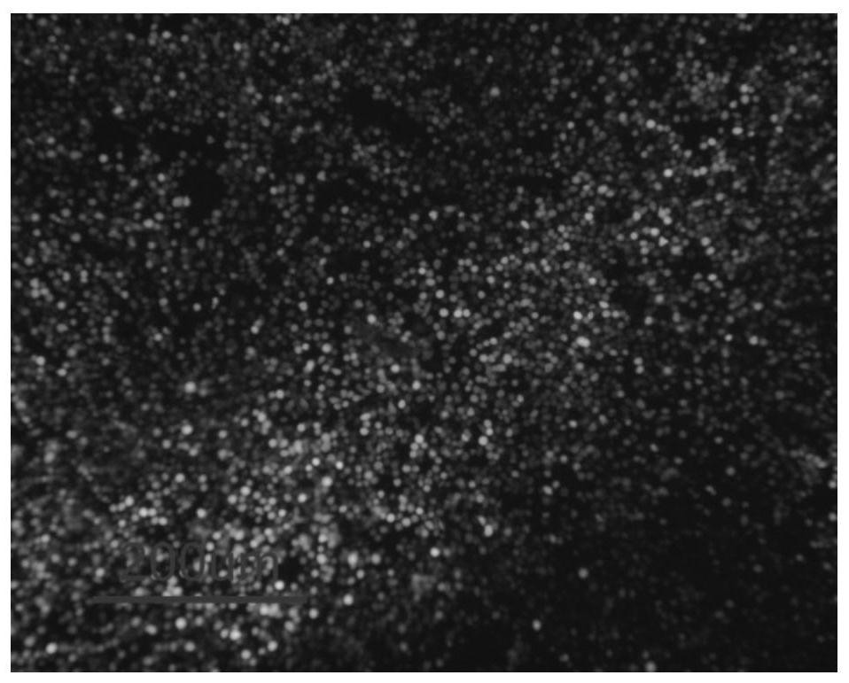 A kind of infectious spleen and kidney necrosis virus orf074 gene deletion strain and its preparation method and application