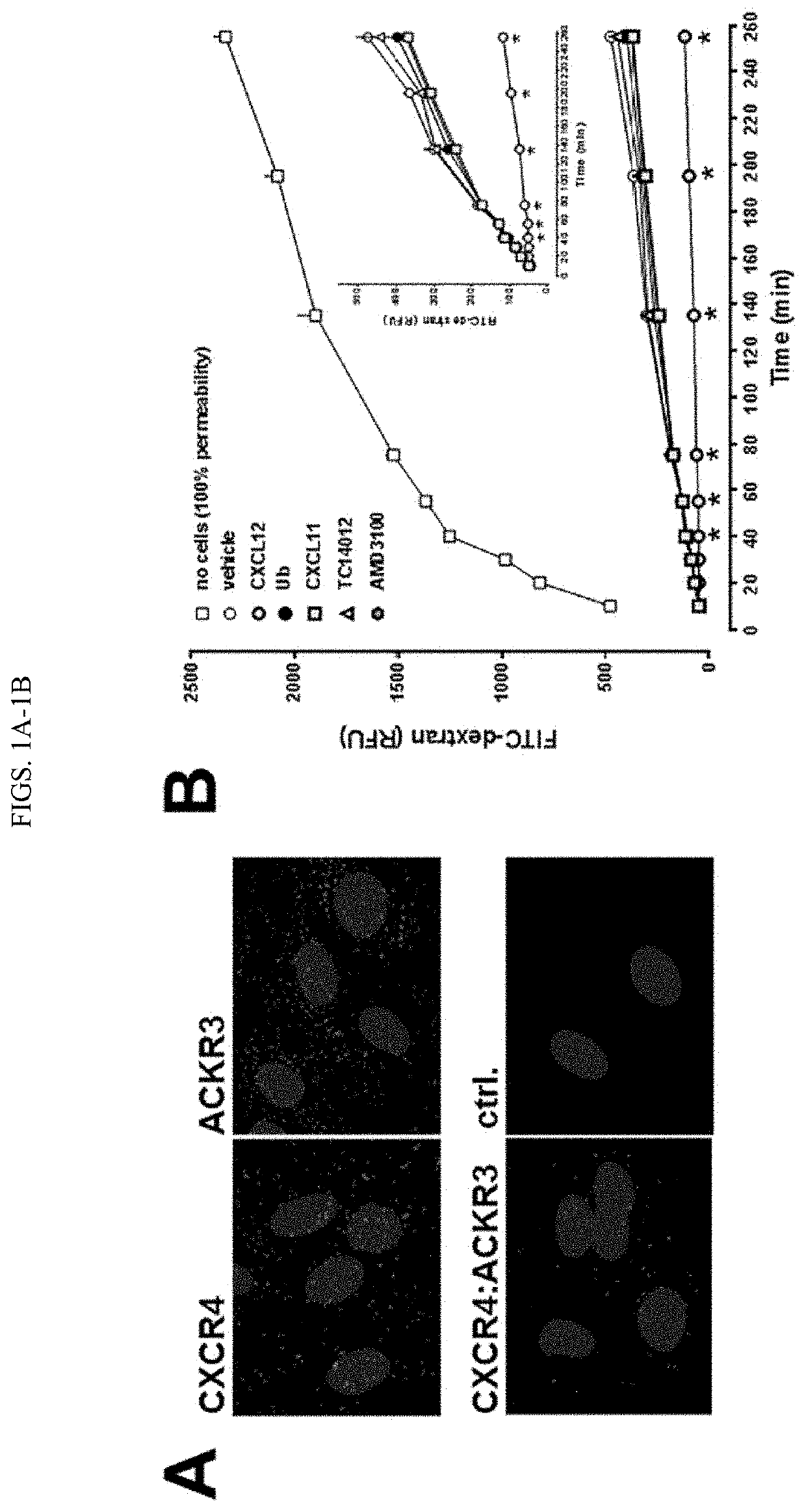 Methods of treating vascular leakage using cxcl12 peptides