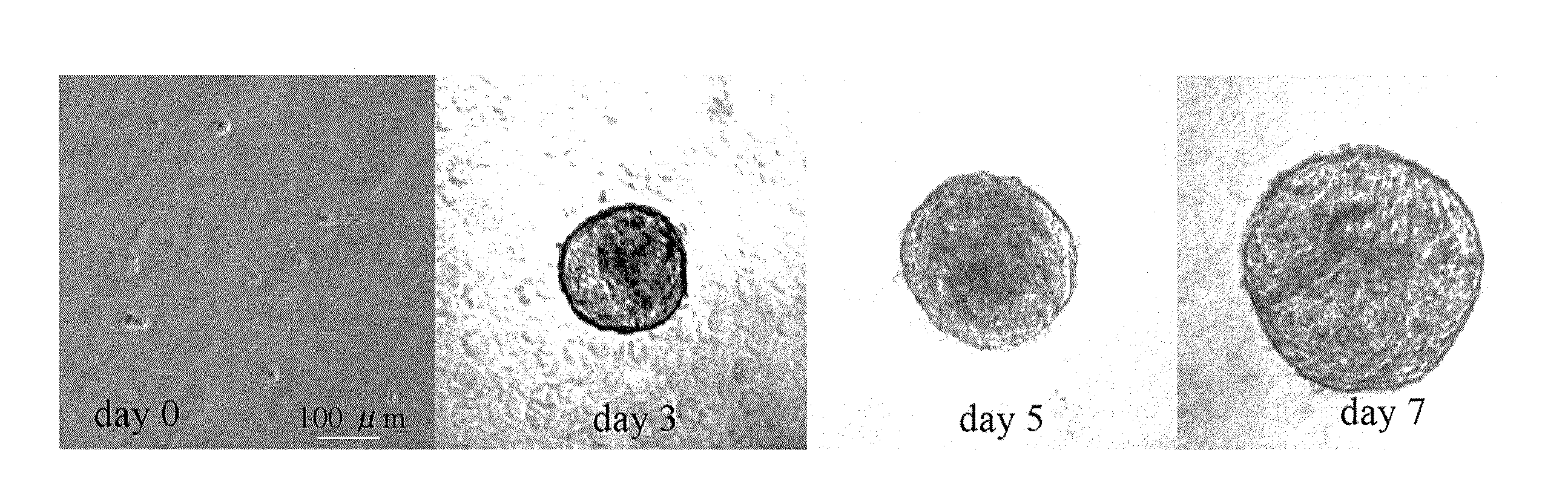Human corneal endothelial cell-derived precursor cells, cellular aggregates, methods for manufacturing the same, and methods for transplanting precursor cells and cellular aggregates