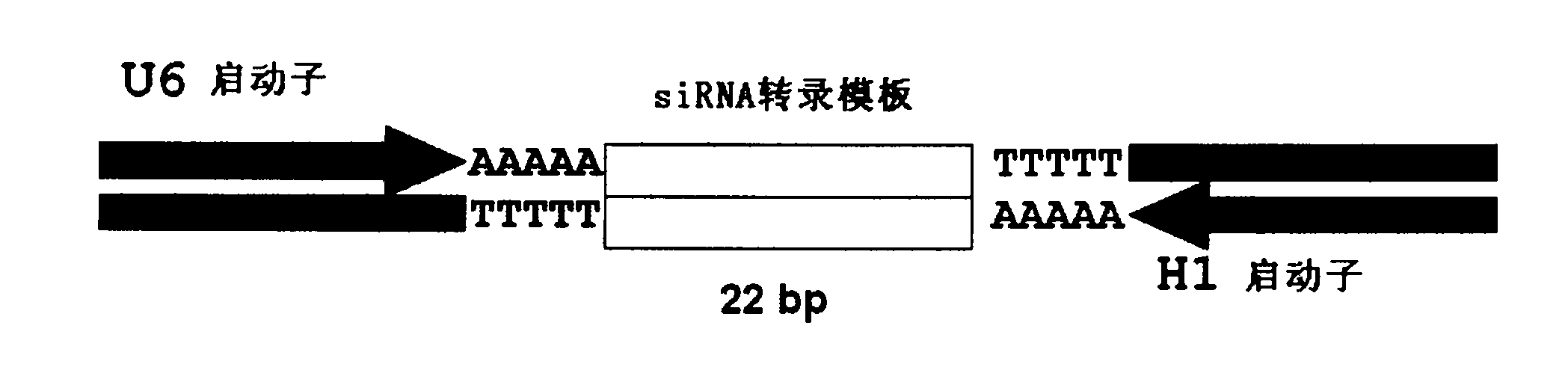 siRNA (Small interfering Ribonucleic Acid) molecule for interfering Survivin expression and application thereof