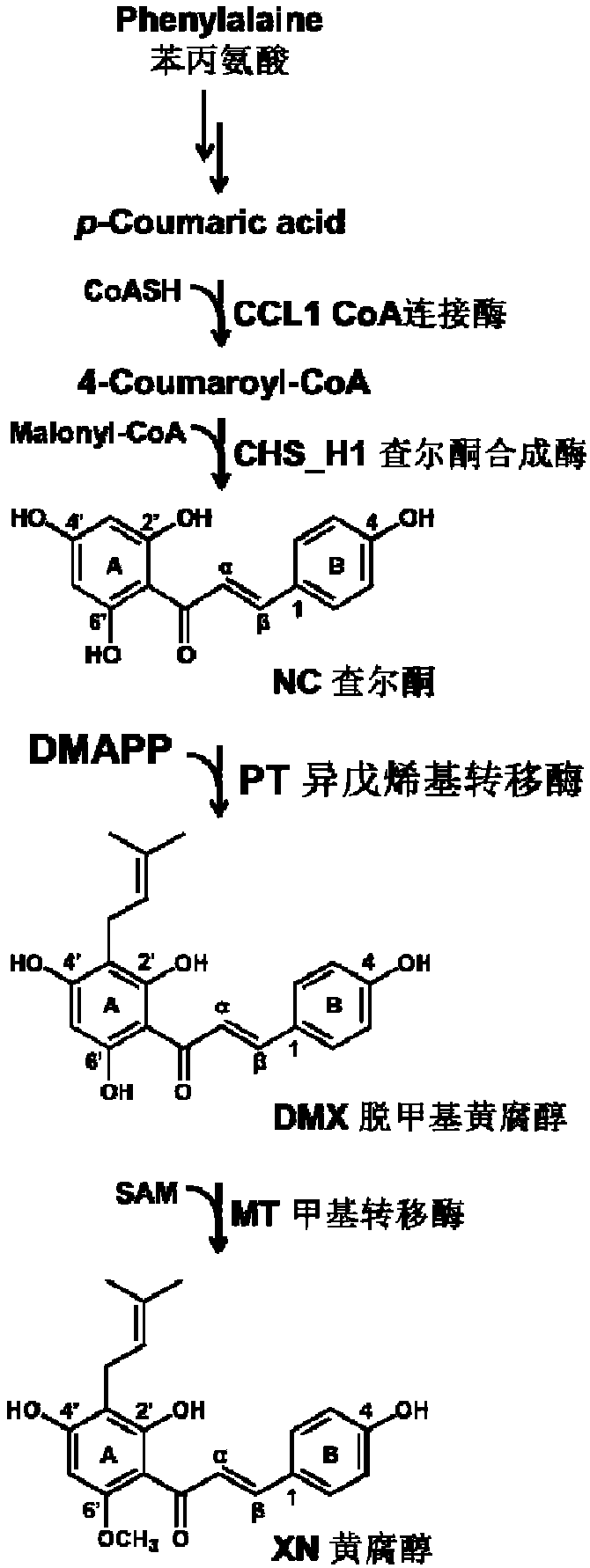 Xanthohumol-related protein and application thereof in stabilizing products in xanthohumol synthesis pathway