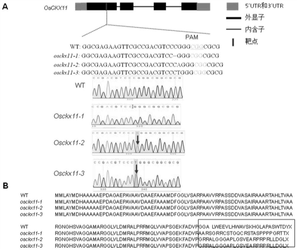 Gene OsCKX11 for controlling number of rice grains per spike and application of gene OsCKX11 for controlling number of rice grains per spike