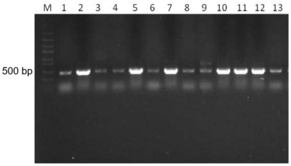 Gene OsCKX11 for controlling number of rice grains per spike and application of gene OsCKX11 for controlling number of rice grains per spike
