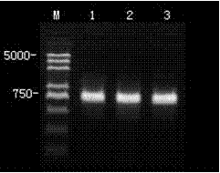 Clone, expression and application of antimicrobial protein HAS1 encoding gene