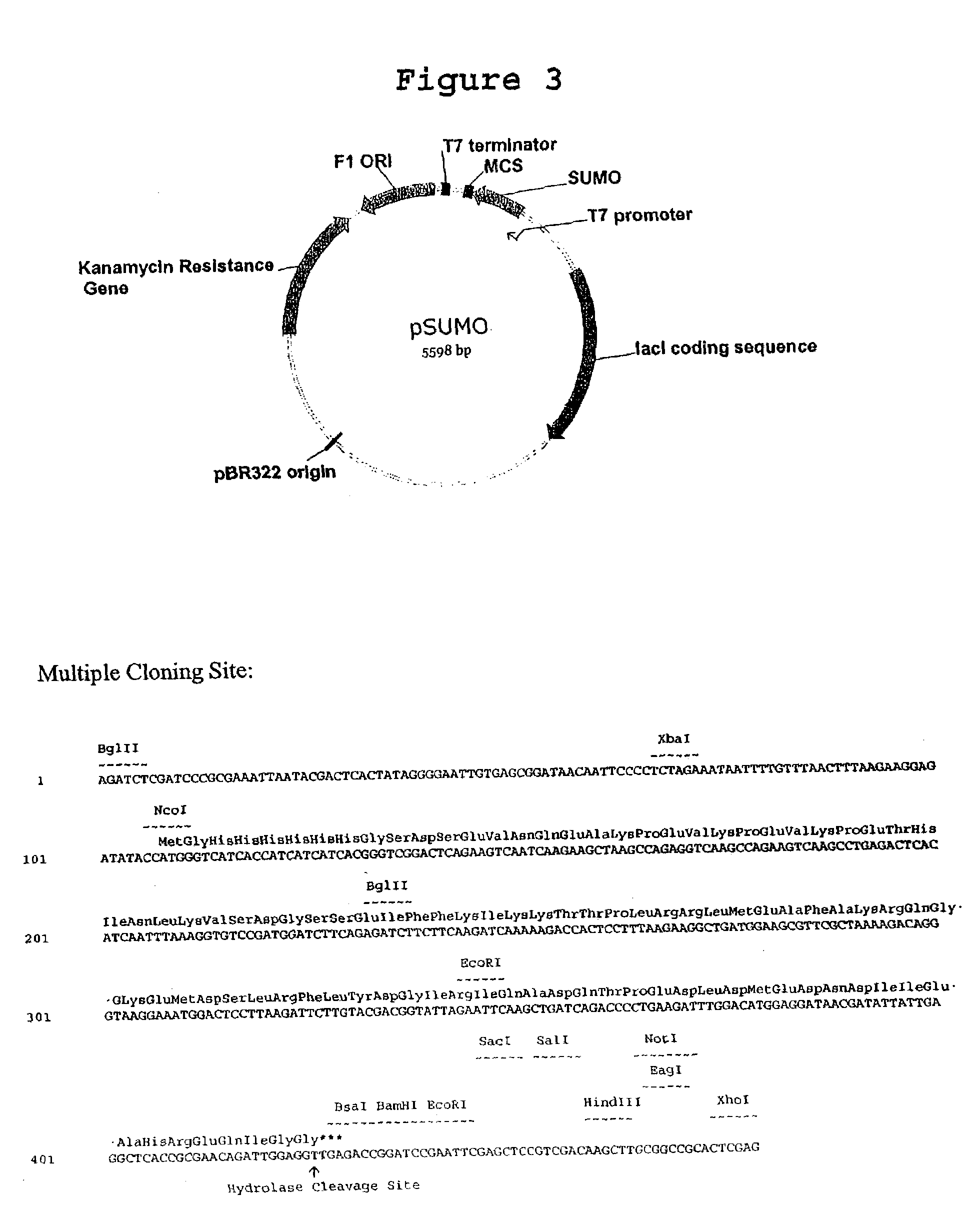 Methods and compositions for protein expression and purification