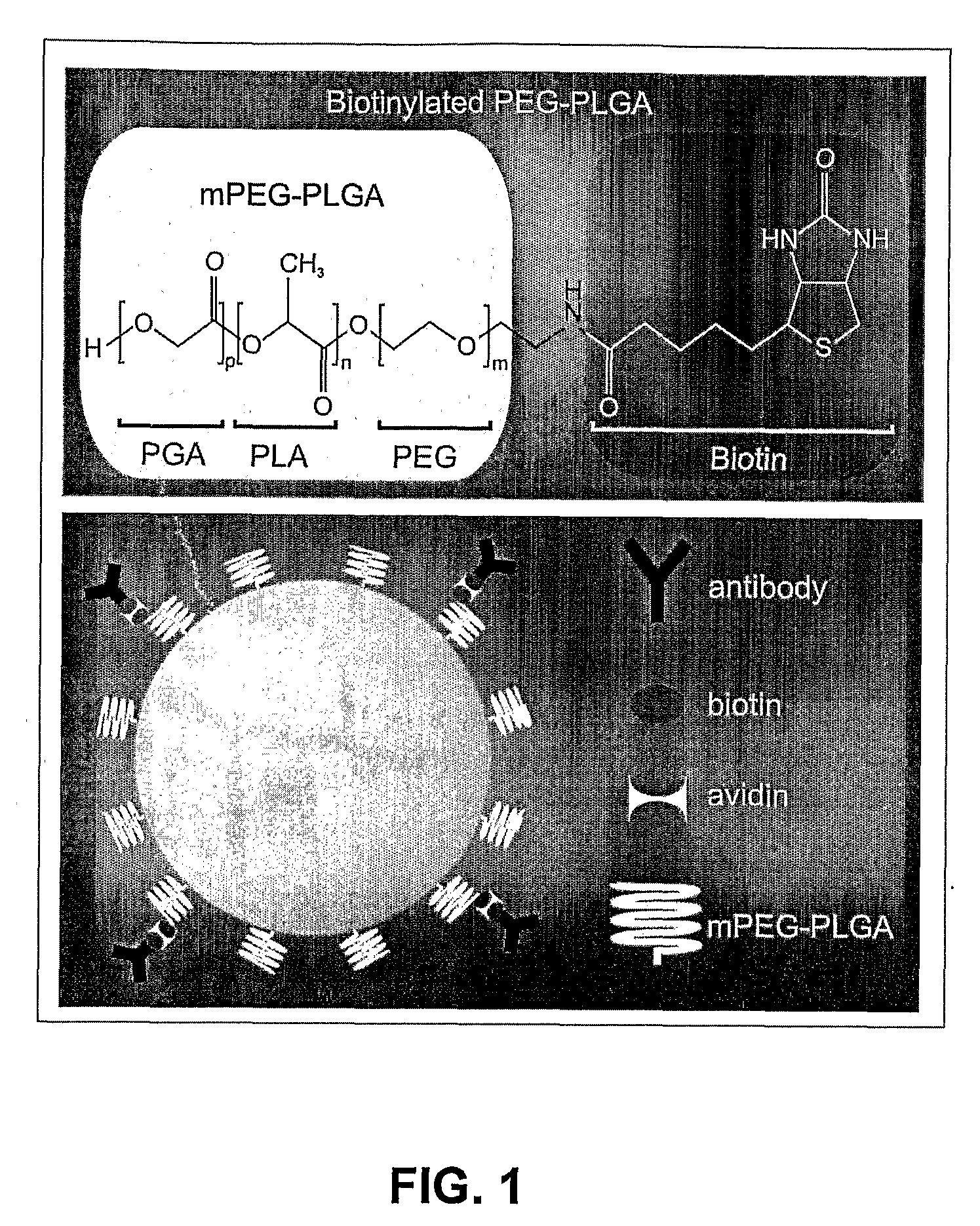 Compositions and Method for Brain Specific Targeted Delivery of Therapeutic Agents