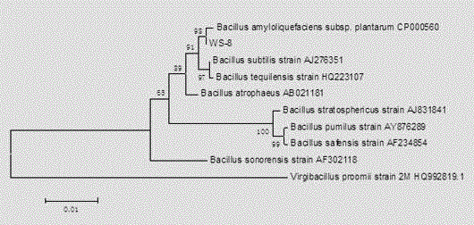 Bacillus amyloliquefaciens WS-8 and application thereof