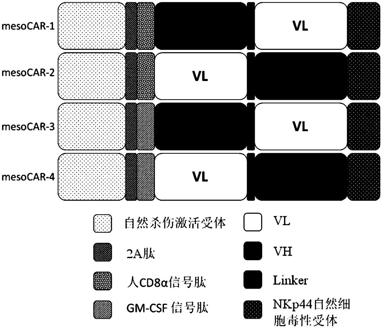 Chimeric antigen receptor DAP12-T2A-CD8alpha-MSLN scFv-NKp44 and purpose thereof