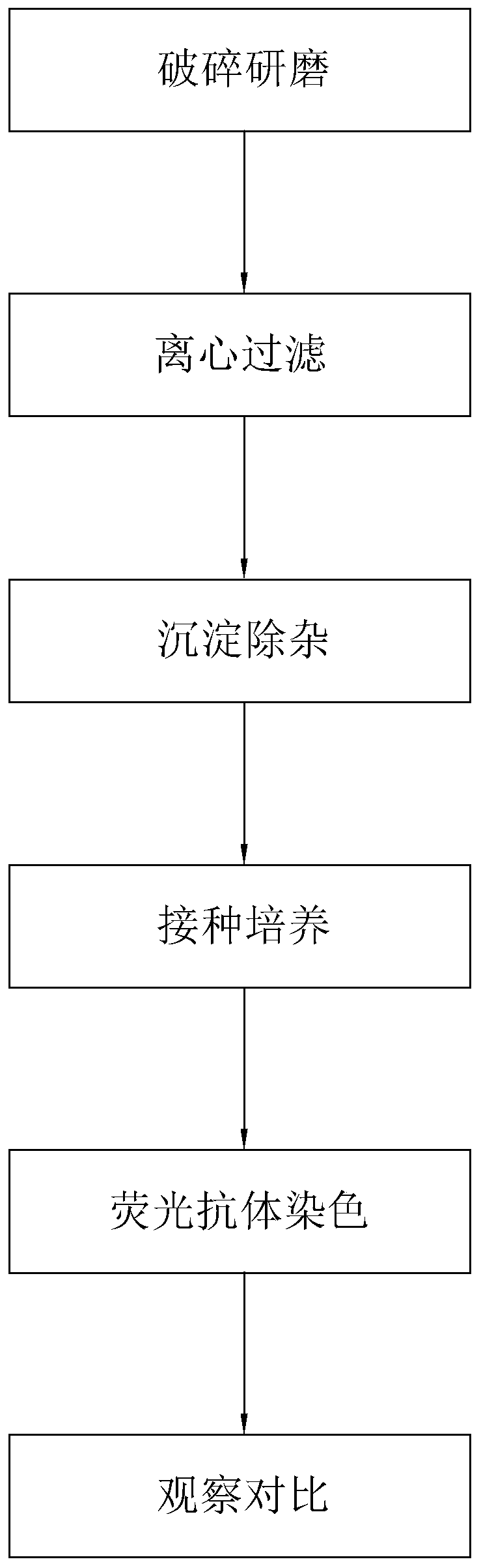 Rapid detection method for swine fever