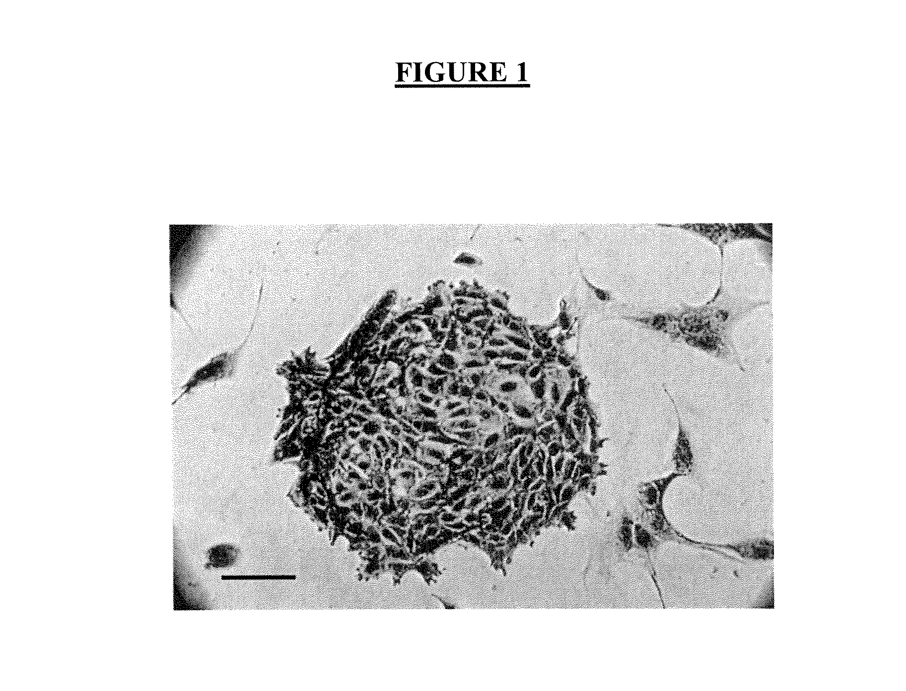 Method for the Discrimination and Isolation of Mammary Epithelial Stem and Colony-Forming Cells