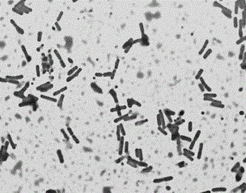 Bacillus subtilis J-5 as well as biological agent and application thereof