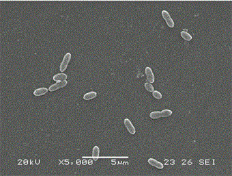 A kind of bacterial strain hd385 and method for producing L-erythrulose by microbial fermentation
