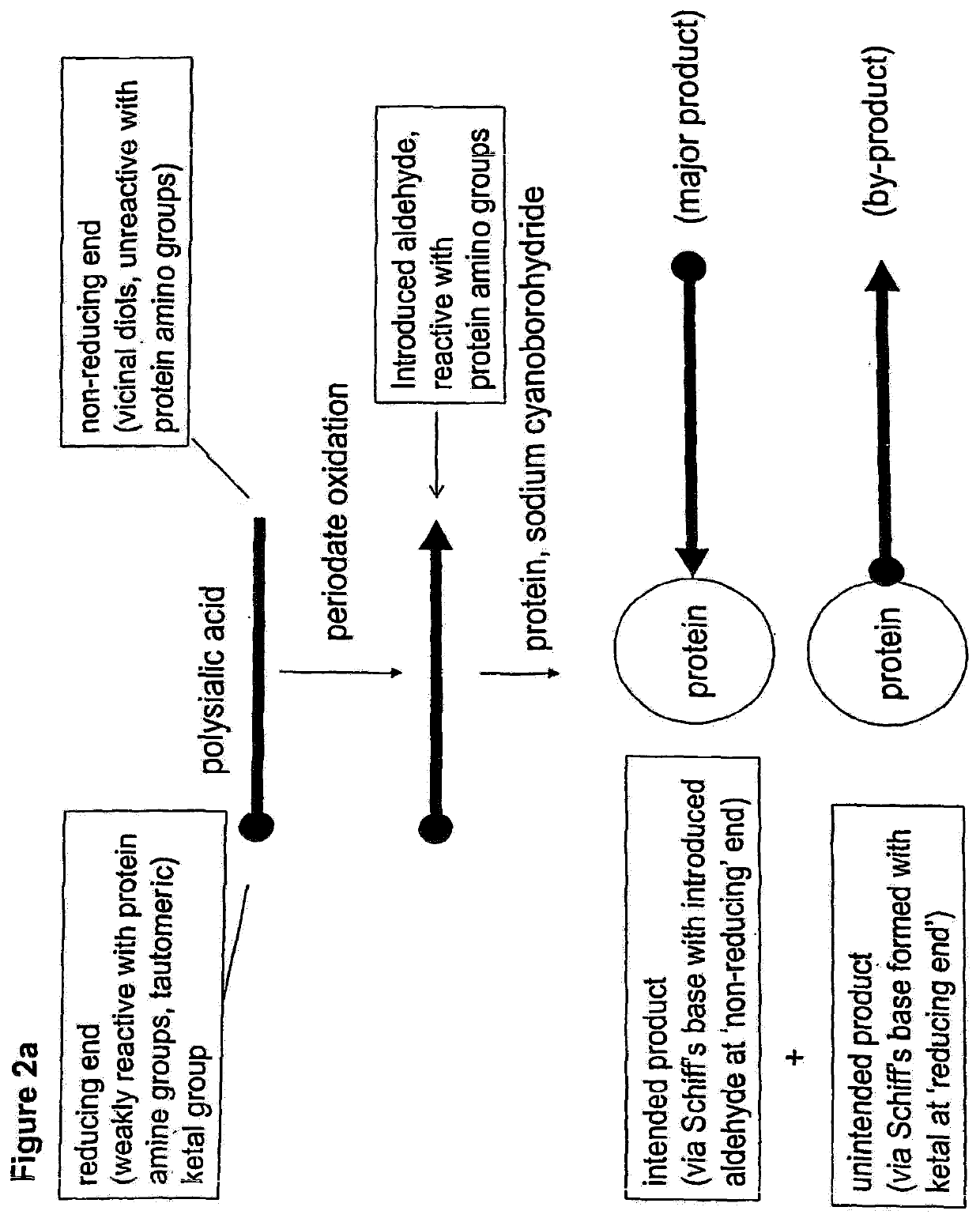 Glycopolysialylation of blinatumomab