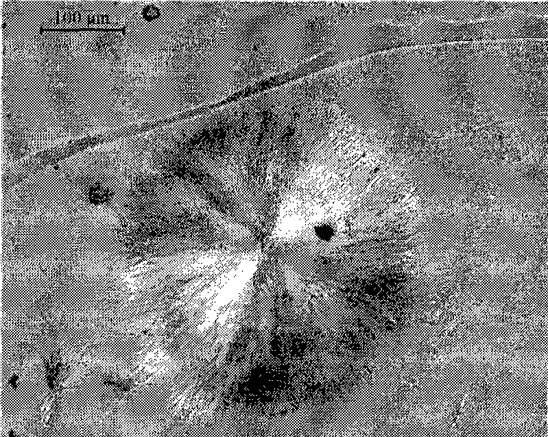 Method for crystallizing protein by using ion liquid