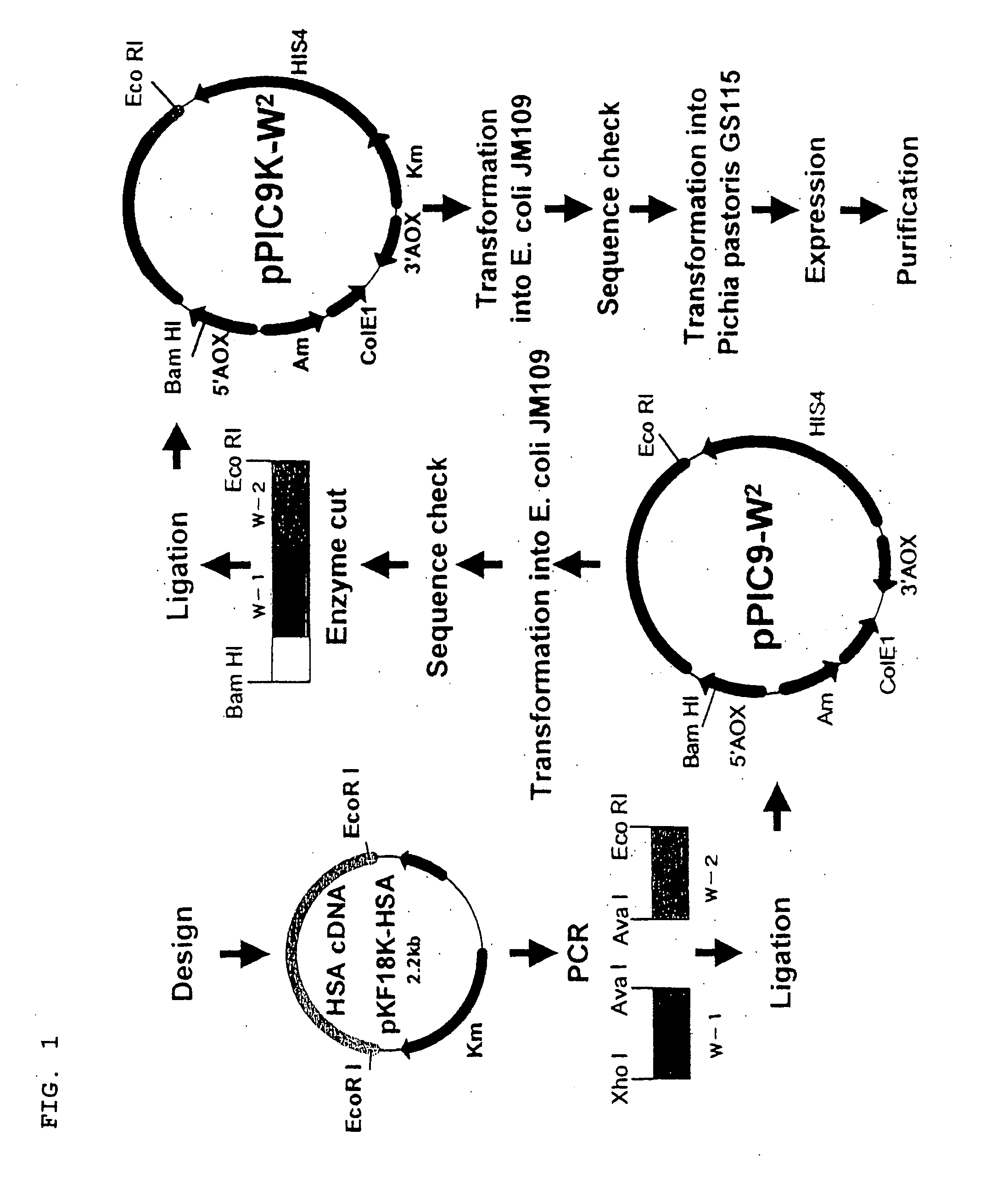Recombinant protein containing serum albumin multimer