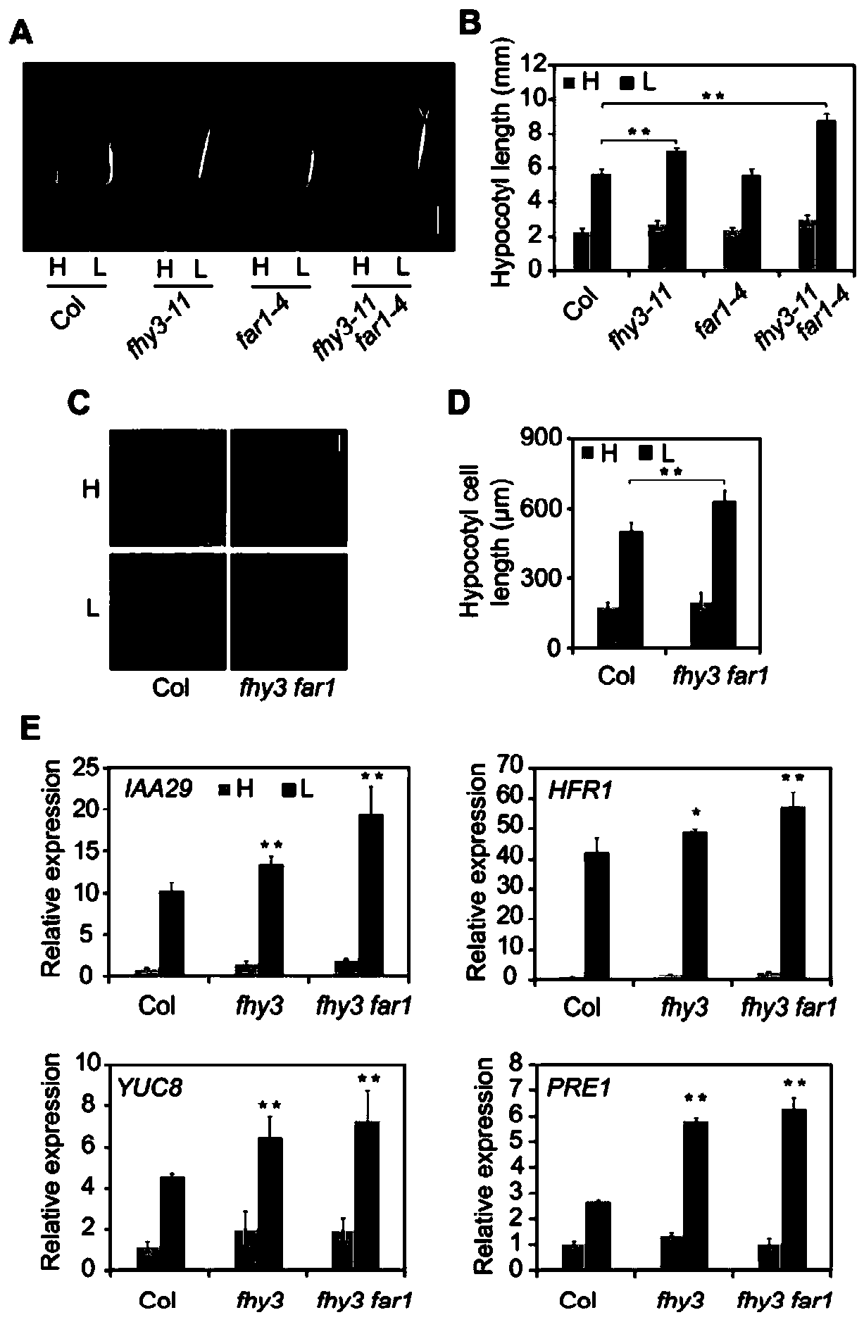 Application of FHY3/ FAR1 protein in regulating plant growth and defense balance