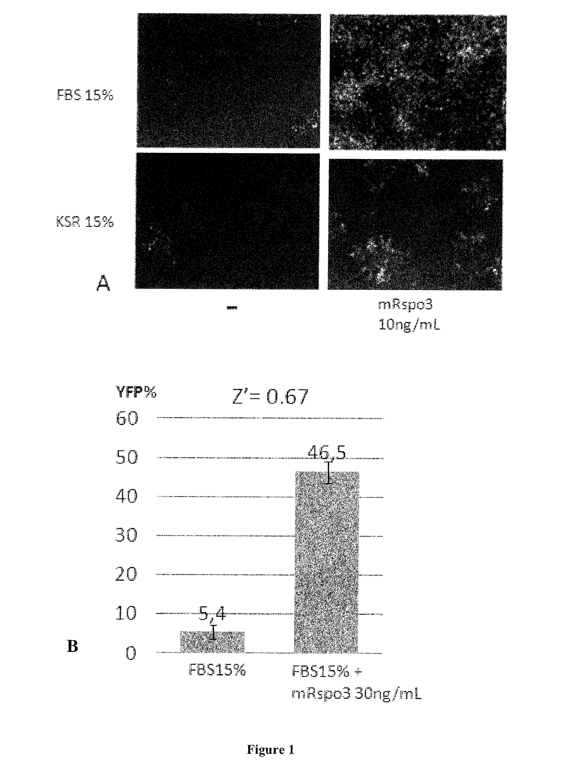 Method for preparing induced paraxial mesoderm progenitor (IPAM) cells and their use