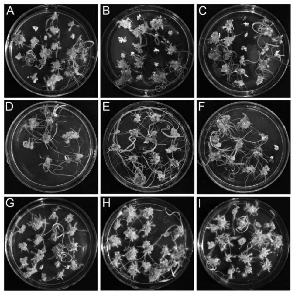 Tissue culture method for increasing regeneration rate of mature wheat embryos