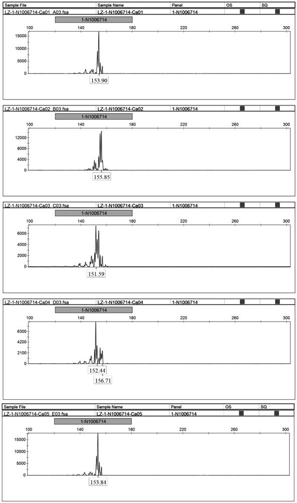 A kind of Cattelan ssr molecular marker primer composition and application thereof