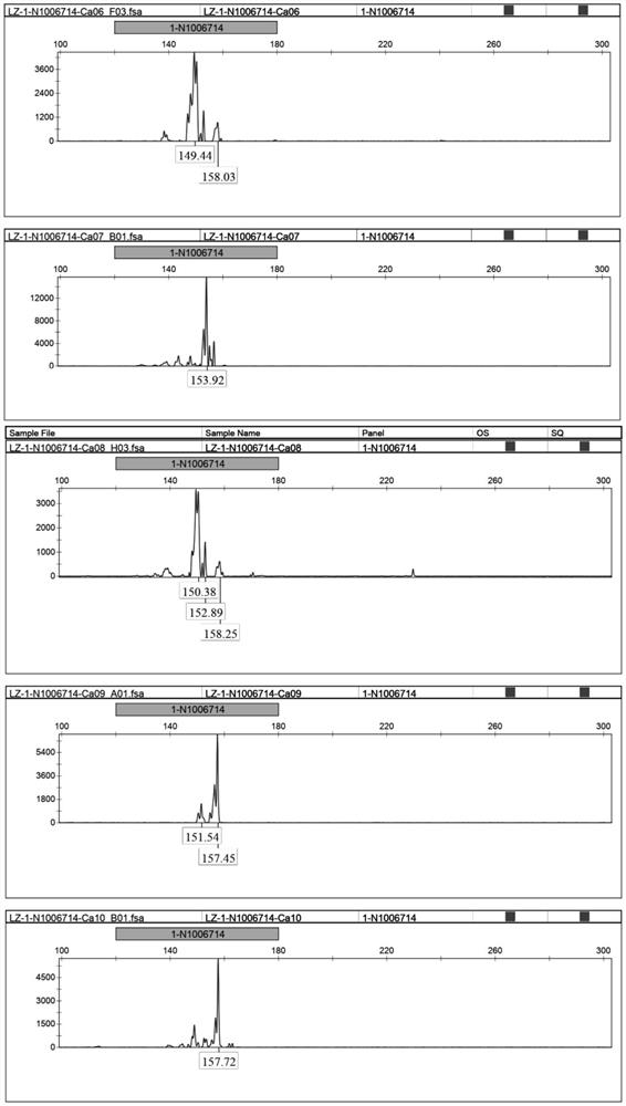 A kind of Cattelan ssr molecular marker primer composition and application thereof