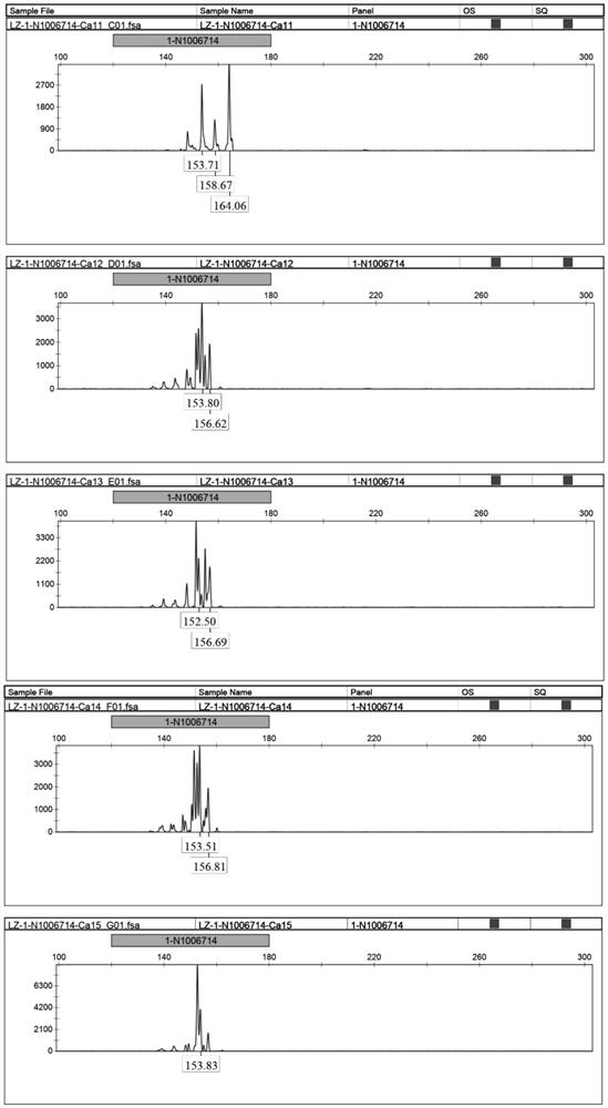 A kind of Cattelan ssr molecular marker primer composition and application thereof