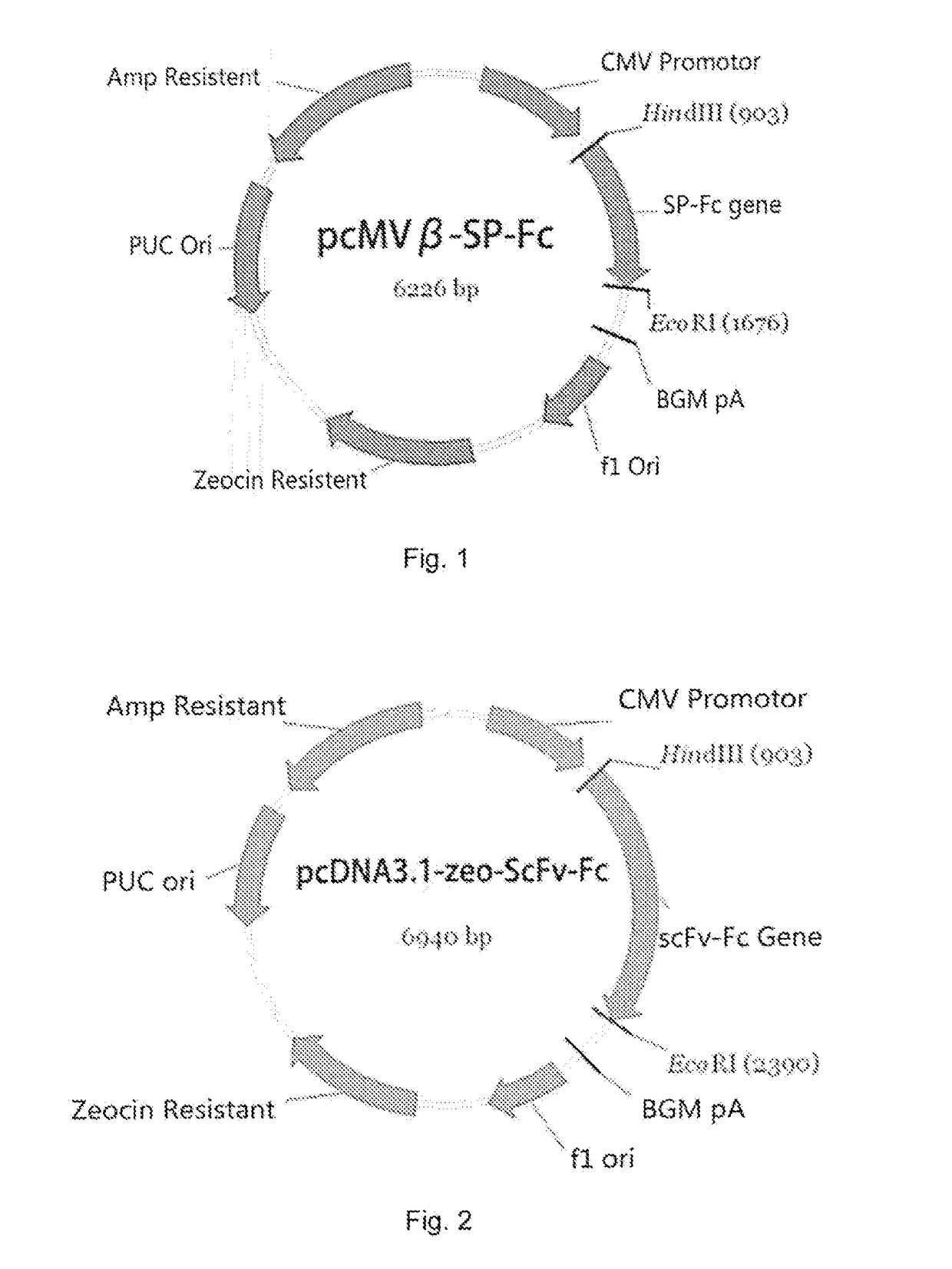 Method for preparing homodimer protein mixture by using charge repulsion effect