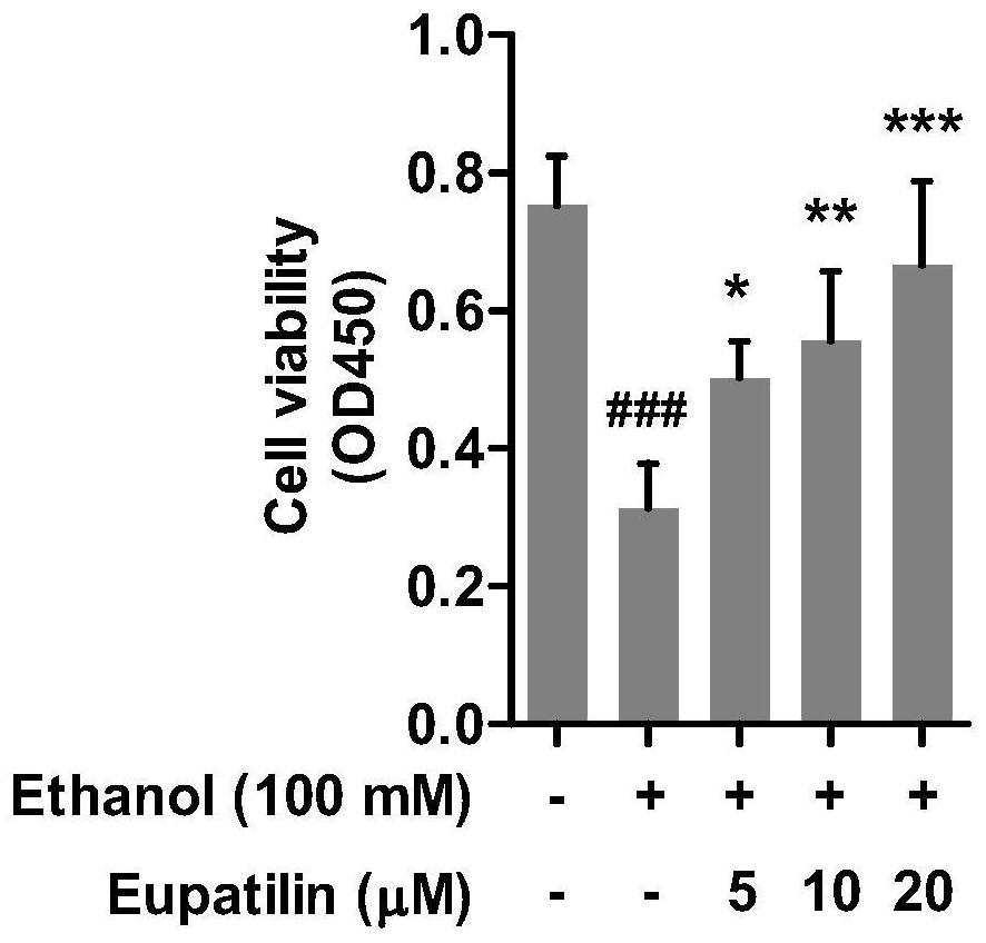 Application of euphorbitin in preparation of medicine for preventing or treating alcoholic liver diseases