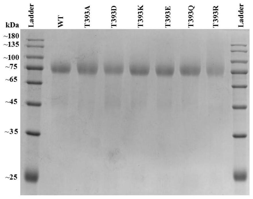 Cellobiohydrolase mutant and its production method and application