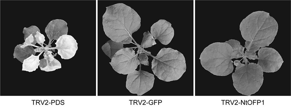Tobacco transcription repressor protein ofp1 and its application