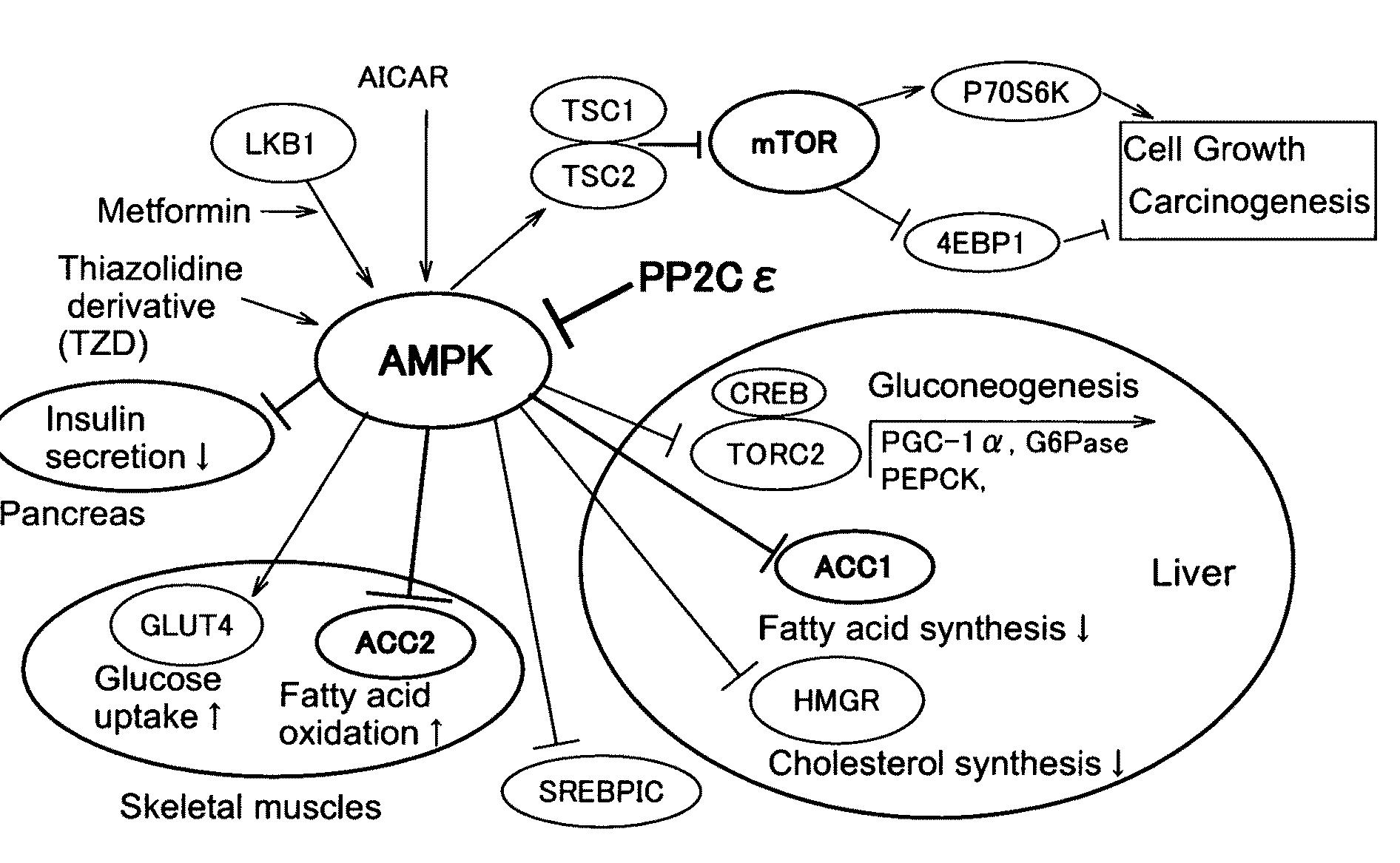 Use of protein phosphatase 2Ce (PP2Ce) having dephosphorylating action on AMPK