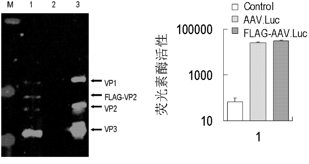 Recombinant adeno-associated virus increasing targeted transduction efficiency of adeno-associated virus, and application of recombinant adeno-associated virus