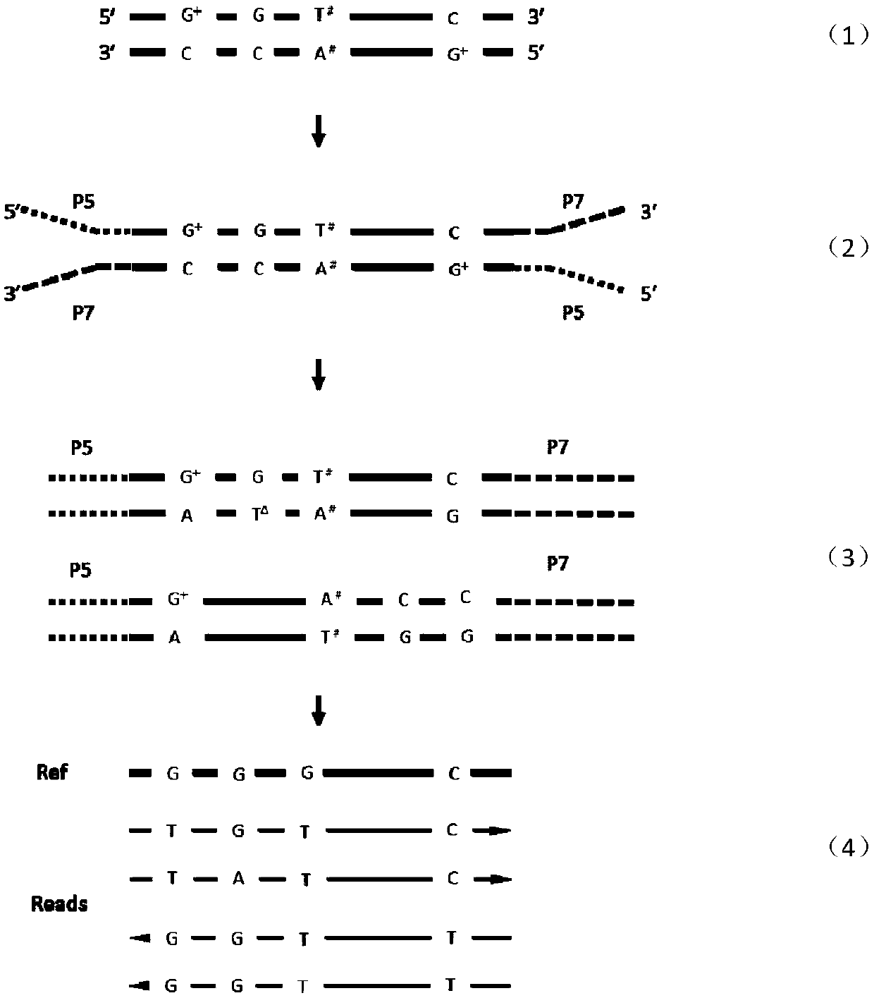 Detecting method of low-frequency DNA (Deoxyribonucleic Acid) mutation