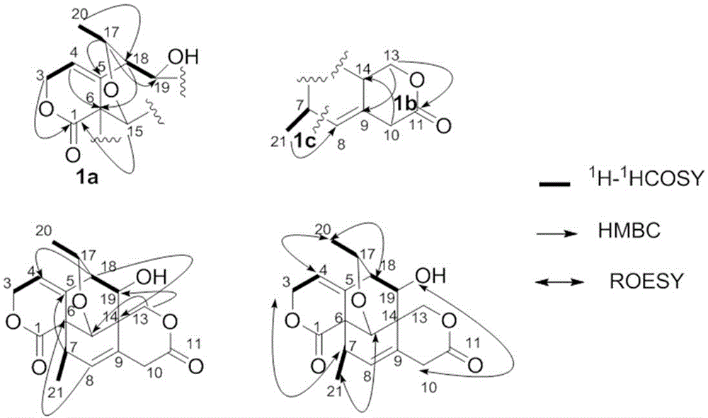 Lactone compound of false Chinese swertia herb, as well as preparation method, preparation and application of lactone compound