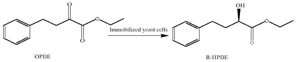 Magnetic immobilization of yeast cells and its application in the preparation of ethyl (r)-2-hydroxy-4-phenylbutyrate