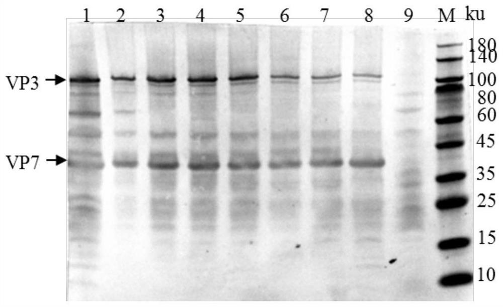 African swine fever virus (ASFV) antibody detection kit based on chimeric P54 antigen epitope and application