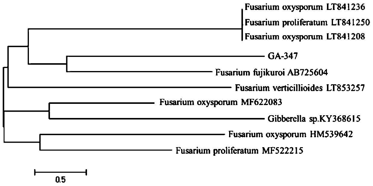 Fusarium fujikuroi mutant strain bred through ARTP mutagenesis technique and application