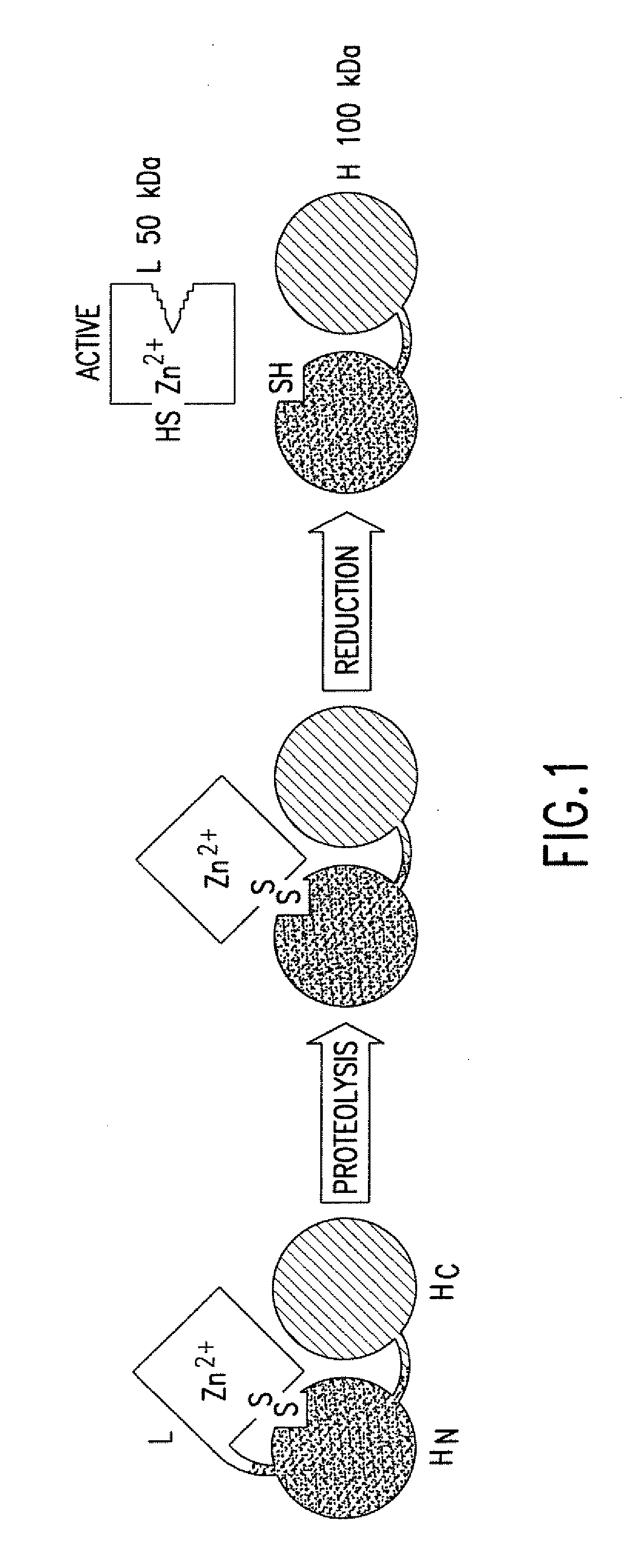 Fret protease assays for botulinum serotype a/e toxins