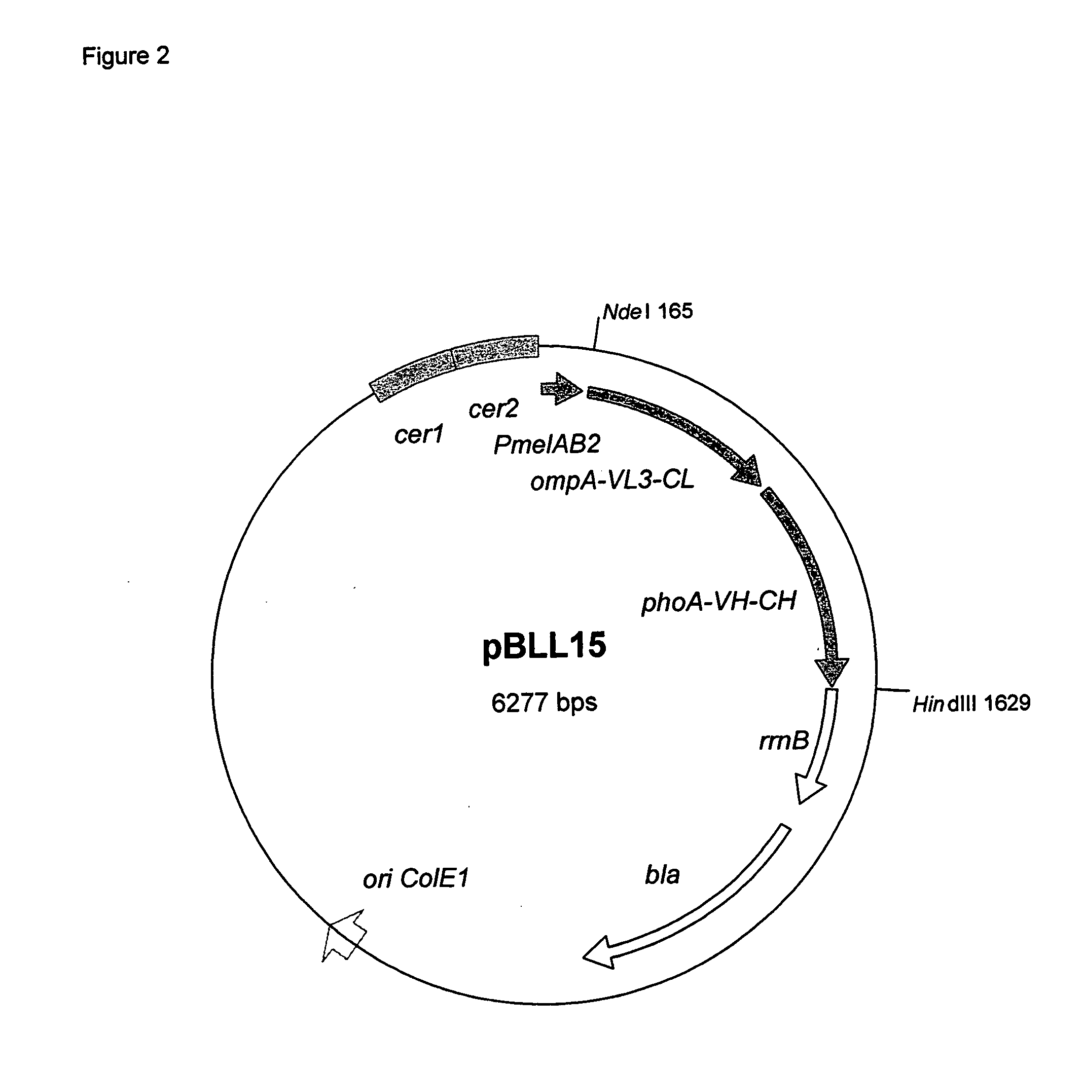 Melibiose operon expression system