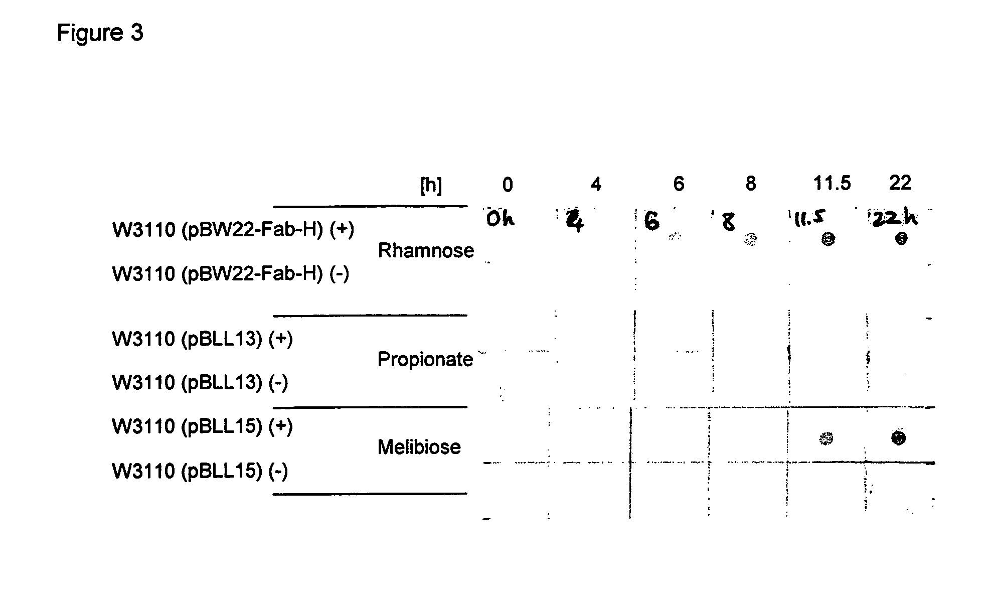 Melibiose operon expression system