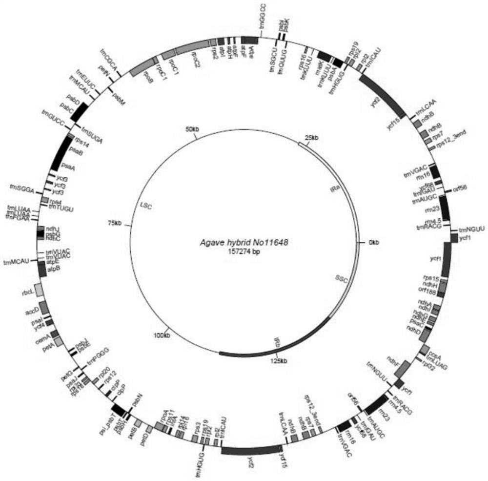 Agave cpSSR marker primers and application thereof